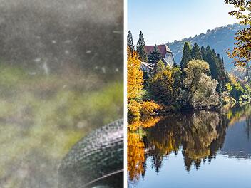 Schwarzer Bombardierkäfer breitet sich in Bayern aus