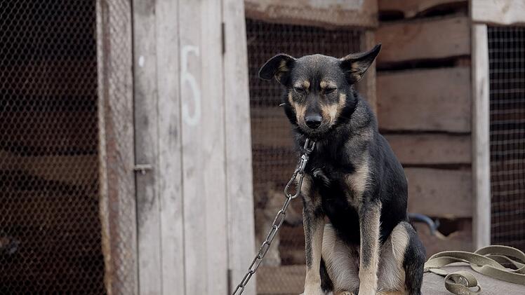 Angeketteter Hund