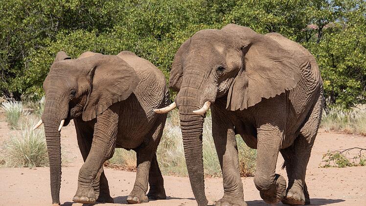 Elefanten in Namibia
