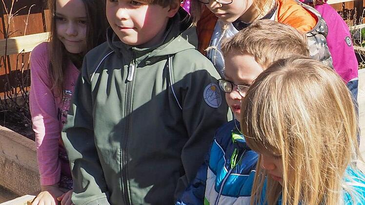 Erst bepflanzen die Kinder der Herzogenauracher Montessori-Schule ihre kleinen Hochbeete, die sie sich dann mit in ihre Klasse nehmen d&uuml;rfen. Foto: Theresa Schiffl