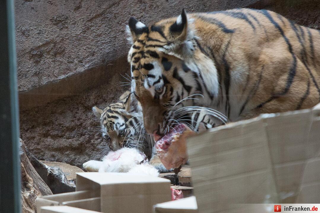 Tigergarten Nürnberg: Nachwuchs bei den Sibirischen Tigern
