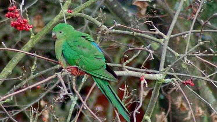 Na hoffentlich hat der Vogel...