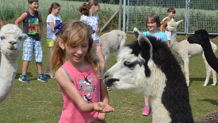 Alpakas machen glückliche 'Kinder. Die Tschernobyl Kinderhilfe Neustadt führte ihre Schützlinge aus der Ukraine auf den Dresselhof in Birkig,, wo sie den Tieren ganz nah sein durften.Rainer Lutz
