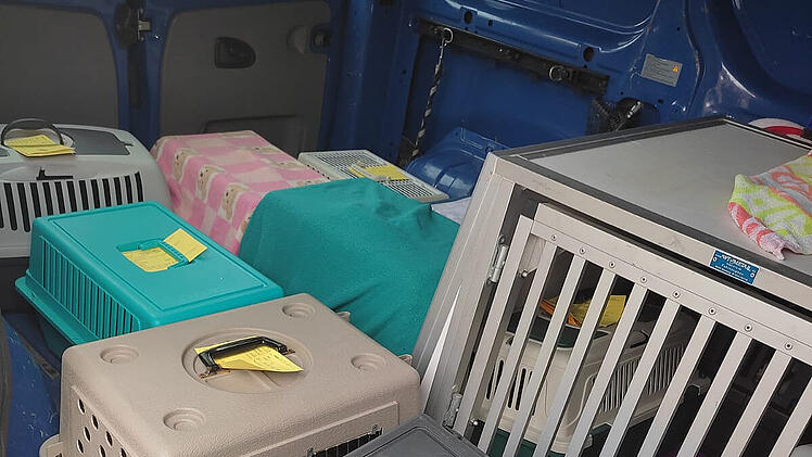 Tierheim Bamberg nimmt nach Brand Katzen auf