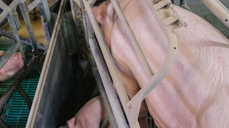 Die Ferkel sind ständig auf der Suche nach Milch.