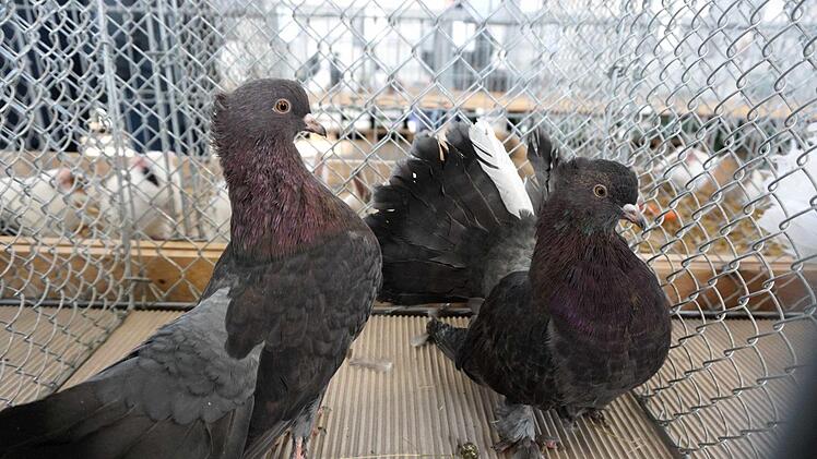 Foto: Richard Sänger