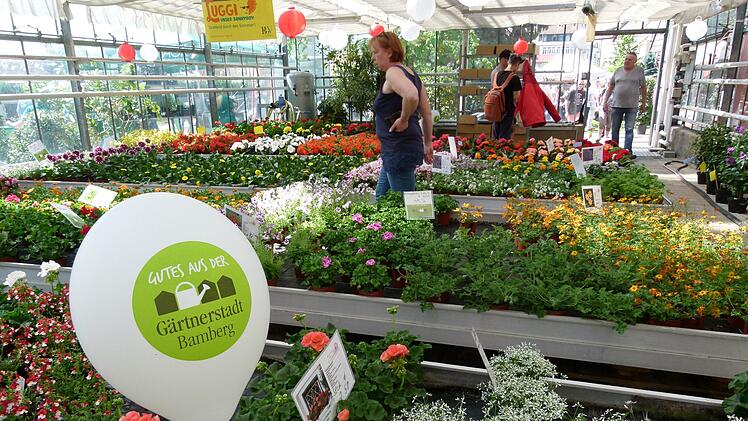 In den Gewächshäusern gibt es Blühendes aus der Gärtnerstadt.