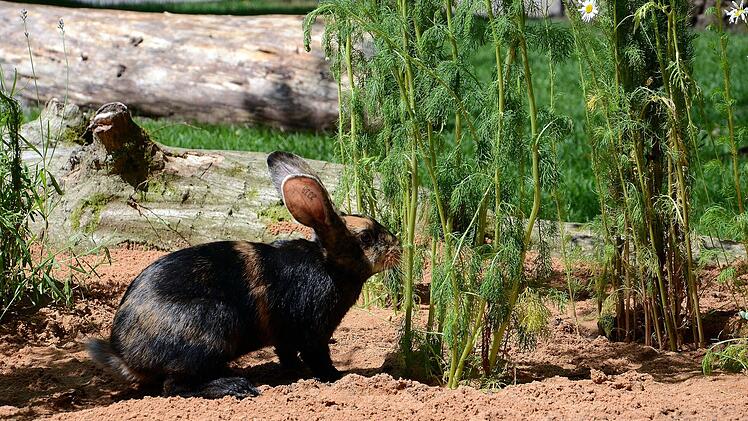 N&uuml;rnberg: Neue gef&auml;hrdete Haustierrasse in Kinderzoo eingezogen - Zucht zum Erhalt startet