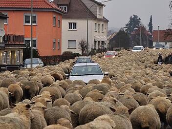 Nichts geht mehr: Schafe in der Michelauer Bahnhofstraße blockieren den Verkehr. Foto: Harald Koch