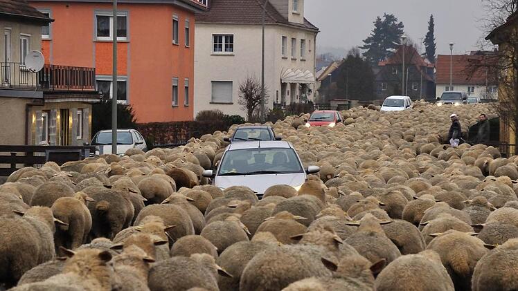 Nichts geht mehr: Schafe in der Michelauer Bahnhofstraße blockieren den Verkehr. Foto: Harald Koch