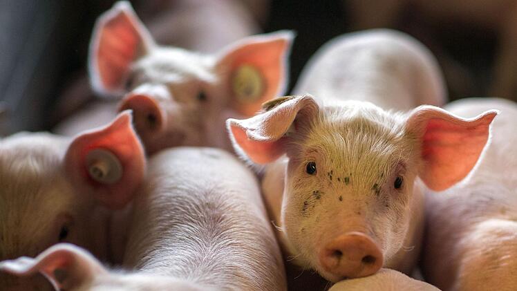 Mehrere hundert Schweine sind tot. Sie wurden verendet in einem Maststall im Kreis Würzburg aufgefunden.   Symbolfoto: Jens Büttner/dpa