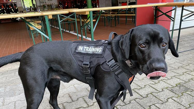 Tierischer Feuerwehr-Kamerad und Maskottchen "Milo".