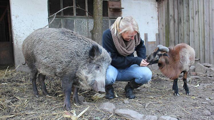 Nachdem Kumpel "Camillo", ein Kamerunschaf, krank wurde, ist "Odin wieder allein. Trost spendet Diana, die Lebensgefährtin des Försters. Foto: Tobias Wallrapp