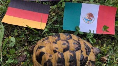 Die Schildkröte Spike versucht sich als Tierorakel. Kann Ihr Tier das auch? Foto: Lisa Kieslinger