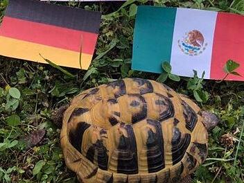 Die Schildkröte Spike versucht sich als Tierorakel. Kann Ihr Tier das auch? Foto: Lisa Kieslinger