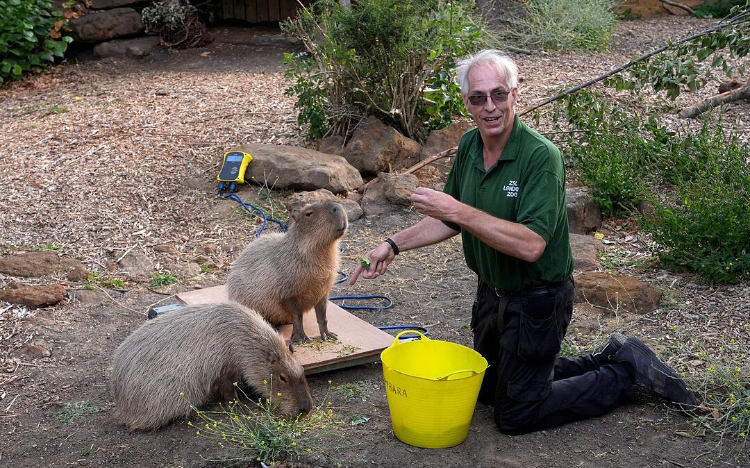 Wiegen und Messen im Londoner Zoo