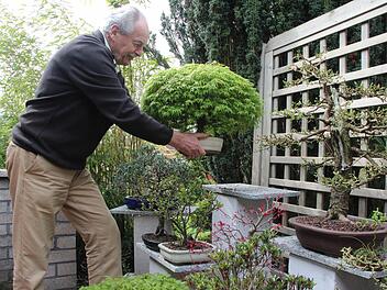 Wolfgang Wagner kann seine Bonsai-Bäume wieder in den Garten stellen, wenn keine Gefahr mehr durch Frost droht. In den Händen hält er einen Ahorn im Bonsai-Stil der "Besenform". Fotos: Thomas Heuchling