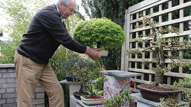 Wolfgang Wagner kann seine Bonsai-Bäume wieder in den Garten stellen, wenn keine Gefahr mehr durch Frost droht. In den Händen hält er einen Ahorn im Bonsai-Stil der "Besenform". Fotos: Thomas Heuchling