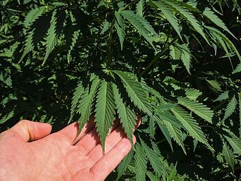 Die Cannabispflanzen im Haus der beiden Angeklagten führten zu eienr Verurteilung.. Foto: Archiv