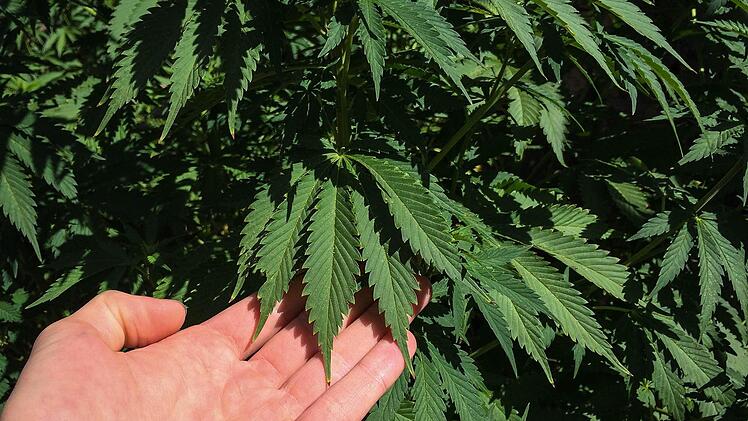 Die Cannabispflanzen im Haus der beiden Angeklagten führten zu eienr Verurteilung.. Foto: Archiv