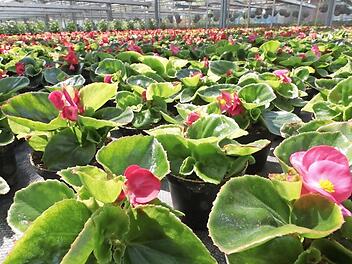 Bei einer Tombola gibt es zahlreiche Blumen zu gewinnen.  Foto: J. Hofbauer