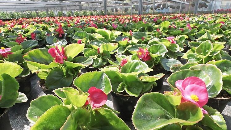 Bei einer Tombola gibt es zahlreiche Blumen zu gewinnen.  Foto: J. Hofbauer