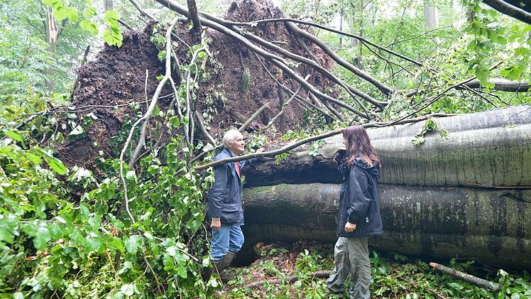 Ein Sturm fällte im Sommer 2012 eine majestätische Altbuche im Naturwaldreservat bei Ebrach. Glaubt man den Naturschützern, braut sich im übertragenen Sinn wieder ein Sturm über dem Steigerwald zusammen. Das nach ihren Angaben größte Waldschutzgebiet in Bayern außerhalb der Nationalparke könnte rückabgewickelt werden.  Foto: R. Rinklef