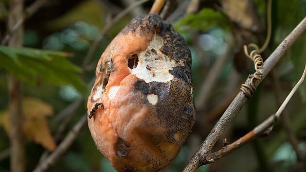 Fruchtmumien sehen unappetitlich aus und k&ouml;nnen die anderen Pflanzen gef&auml;hrden. Jetzt musst du schnell handeln.