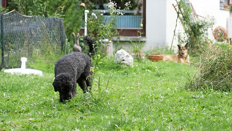 Pudel Dickie erkundet den Garten.