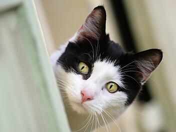 Die Katze hatte selbst den Herdschalter bedient. Foto: Uwe Anspach