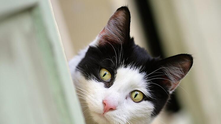 Die Katze hatte selbst den Herdschalter bedient. Foto: Uwe Anspach