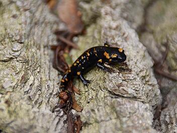 Dieser kleine Kerl bleibt zunächst auf einer Borke sitzen, streckt seine Gliedmaßen vorsichtig aus. "Sollten diese mal abgebissen werden, wachsen sie einfach wieder nach", erklärt Fachmann Hans-Georg Mommsen.  Foto: Kathrin Kupka-Hahn