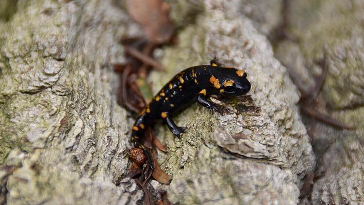 Dieser kleine Kerl bleibt zunächst auf einer Borke sitzen, streckt seine Gliedmaßen vorsichtig aus. "Sollten diese mal abgebissen werden, wachsen sie einfach wieder nach", erklärt Fachmann Hans-Georg Mommsen.  Foto: Kathrin Kupka-Hahn