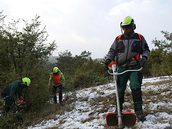 Lichte Trockenrasenhänge durchsetzt mit Wacholdersträuchern sind das typische Landschaftsbild der Wacholderheiden. Um dieses zu erhalten, werden derzeit bei Münnerstadt Pflegearbeiten durchgeführt. Foto: Heike Beudert
