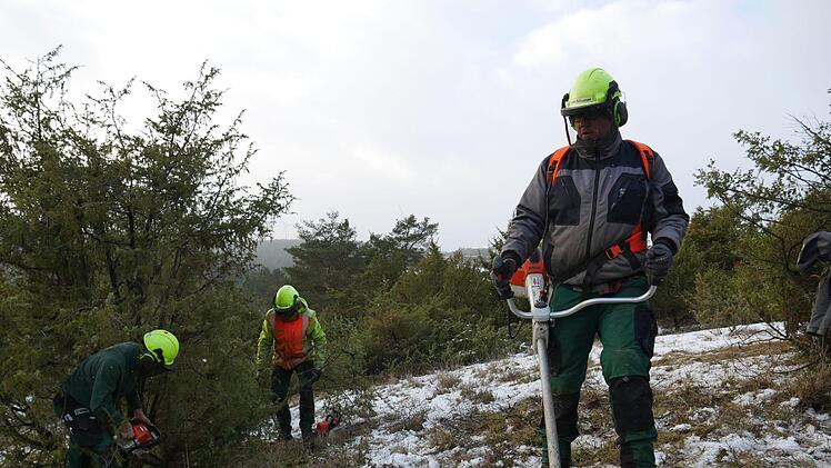 Lichte Trockenrasenhänge durchsetzt mit Wacholdersträuchern sind das typische Landschaftsbild der Wacholderheiden. Um dieses zu erhalten, werden derzeit bei Münnerstadt Pflegearbeiten durchgeführt. Foto: Heike Beudert