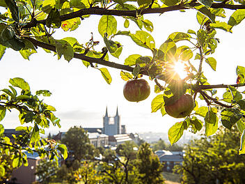 Bamberg: Streuobstb&auml;ume am Michaelsberg werden abgeerntet - Verst&auml;rkte Kontrollen gegen Diebstahl