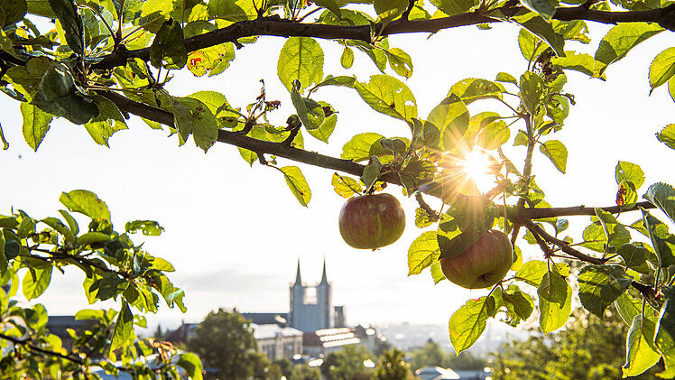 Bamberg: Streuobstb&auml;ume am Michaelsberg werden abgeerntet - Verst&auml;rkte Kontrollen gegen Diebstahl