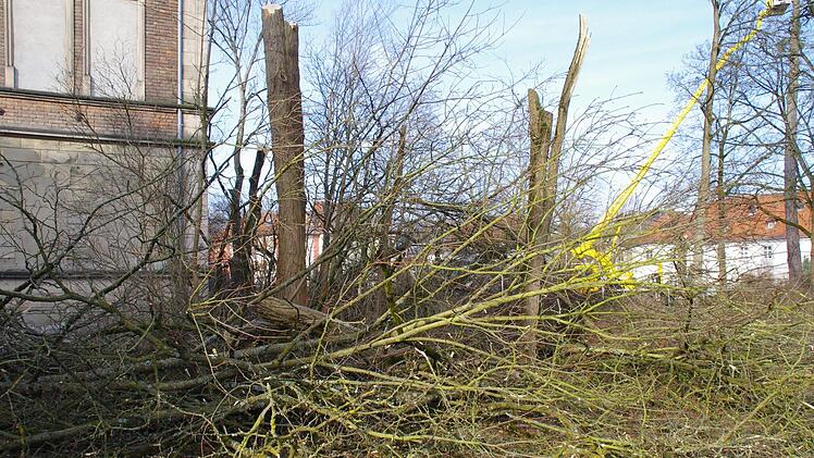 Auf dem VHS-Gelände werden Bäume gefällt. Foto: Marco Meißner