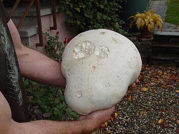 Kein Stein, sondern ein Bovist. Er reicht für zehn Leute. Foto: Wolfgang Wimmel