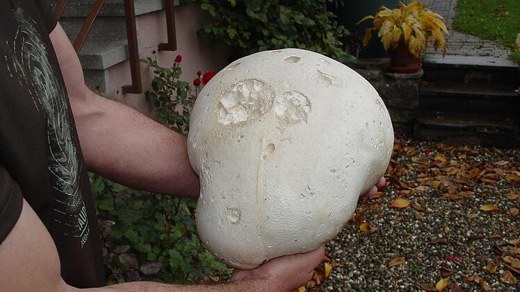 Kein Stein, sondern ein Bovist. Er reicht für zehn Leute. Foto: Wolfgang Wimmel