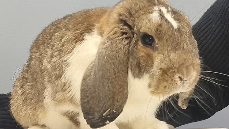 Im Zug gefundener Hase in Würzburger Tierheim gebracht