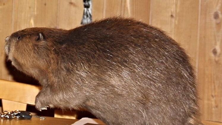 Ein präparierter BiberArchiv