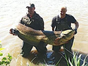 Markus Warter (r.) angelte den Riesenwaller, den er nur mit der Hilfe von Andreas Sandel aus dem Wasser brachte. Foto: privat