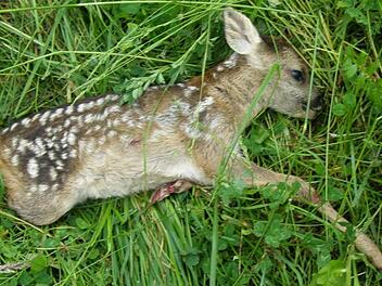 Dieses Rehkitz fand bei einer Wiesenmahd den Tod.BJV