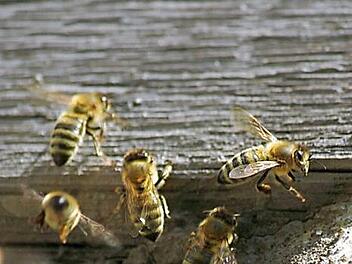 Seit 50 Millionen Jahren tragen Bienen zum Erhalt und der Vermehrung von Pflanzen bei. Die Menschen haben sich die fleißigen Tiere erst sehr spät zu Nutzen gemacht. Unser Bild entstand in Ebern, wo ein Bienenschwarm sich in der Mauerritze eines alten Fachwerkbaus selbstständig gemacht hat.  Foto: Eckehard Kiesewetter