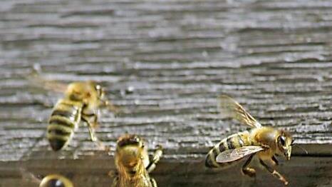 Seit 50 Millionen Jahren tragen Bienen zum Erhalt und der Vermehrung von Pflanzen bei. Die Menschen haben sich die fleißigen Tiere erst sehr spät zu Nutzen gemacht. Unser Bild entstand in Ebern, wo ein Bienenschwarm sich in der Mauerritze eines alten Fachwerkbaus selbstständig gemacht hat.  Foto: Eckehard Kiesewetter
