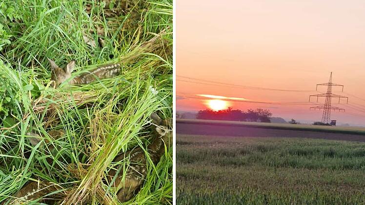 Tierheim Haßberge mit Großeinsatz - "Zwillinge und Drillinge vor Mähwerk verschonen"