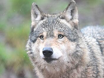 W&ouml;lfe in Gehege