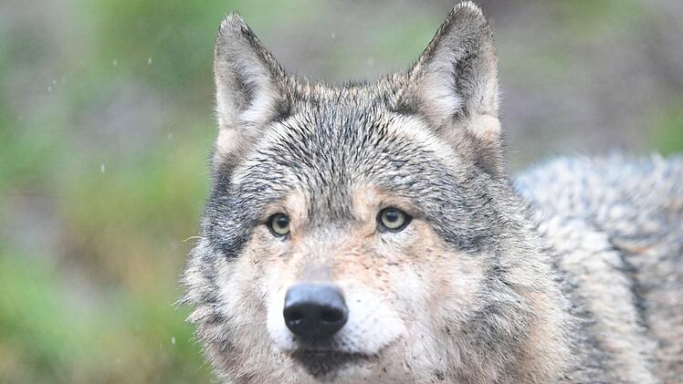 W&ouml;lfe in Gehege