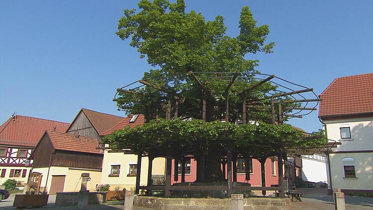 Die Tanzlinde in Isling ist der "Baum der Bayern". Das ganze Dorf freut sich über diesen Erfolg im Wettbewerb. Foto: © BR/Wir in Bayern